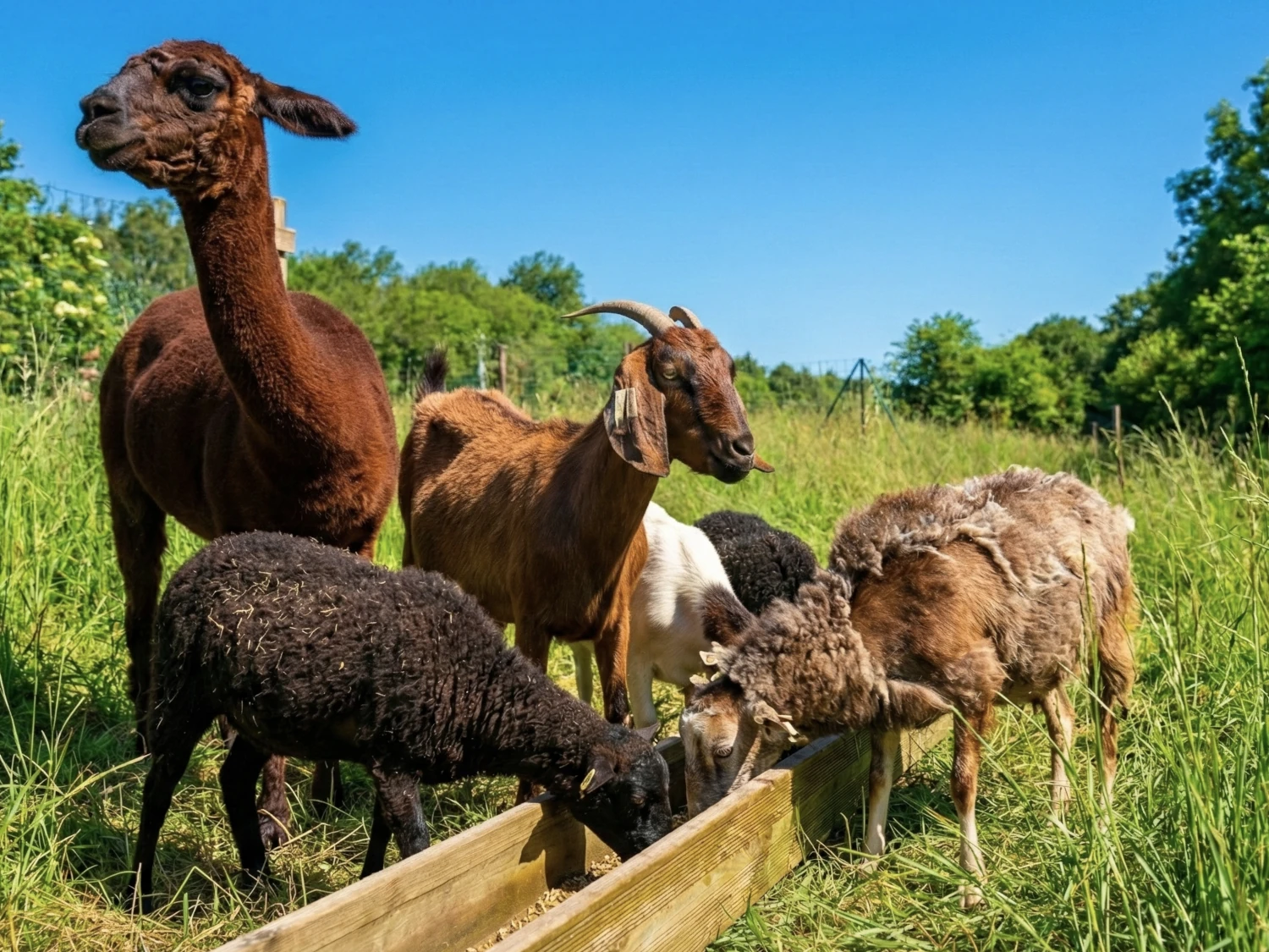 Ferme pédagogique animaux