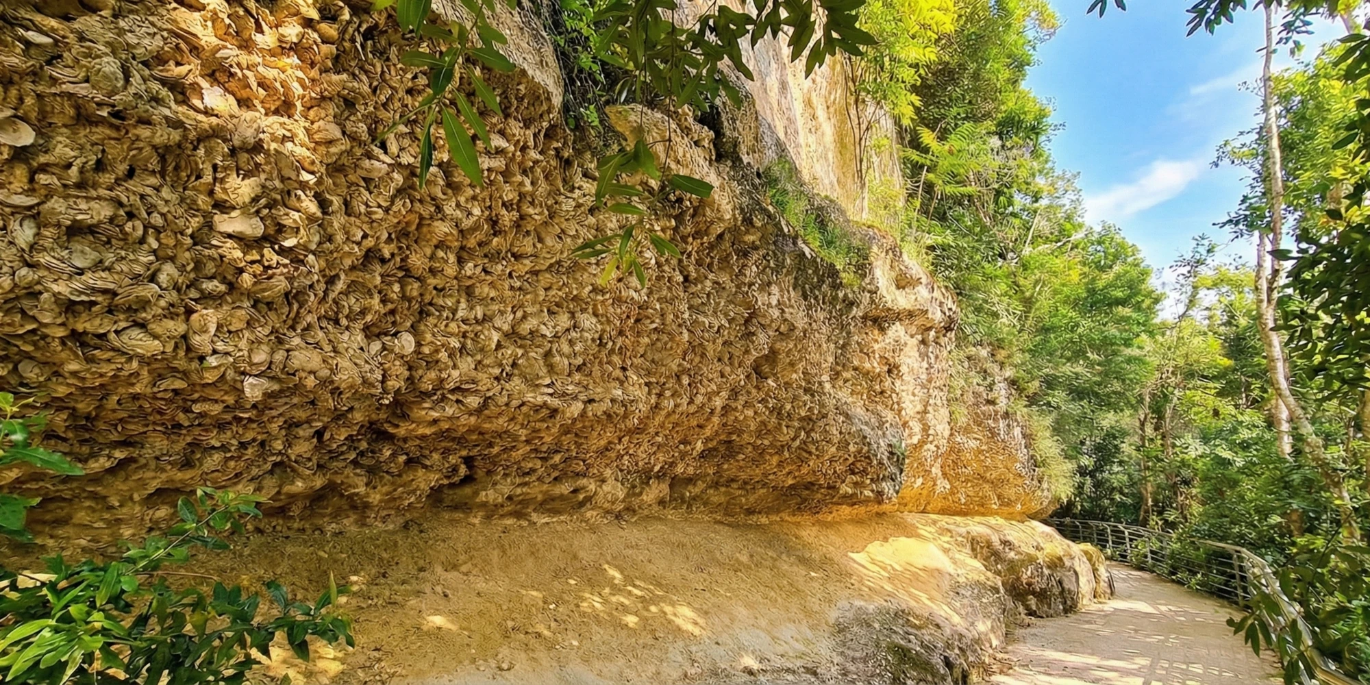 Les falaises d'huîtres fossiles de Sainte-Croix-du-Mont