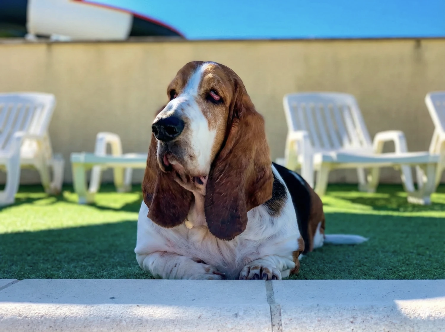 Camping chiens acceptés